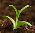 Small Vegi Plant